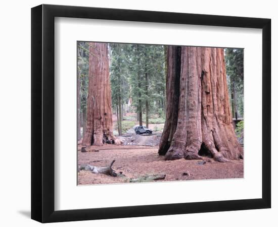 Sequoia Trees 1-NaxArt-Framed Art Print