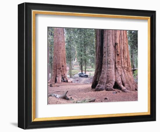 Sequoia Trees 1-NaxArt-Framed Art Print