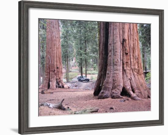 Sequoia Trees 1-NaxArt-Framed Art Print