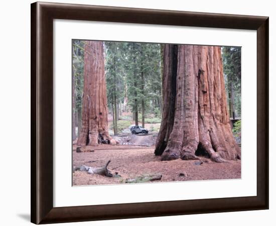 Sequoia Trees 1-NaxArt-Framed Art Print