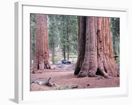 Sequoia Trees 1-NaxArt-Framed Art Print