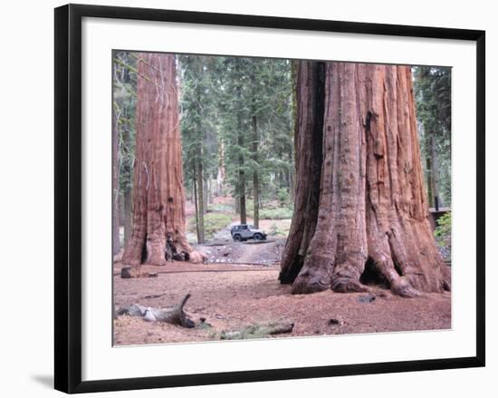 Sequoia Trees 1-NaxArt-Framed Art Print