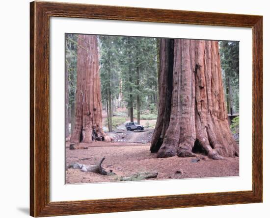 Sequoia Trees 1-NaxArt-Framed Art Print