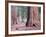 Sequoia Trees 1-NaxArt-Framed Art Print