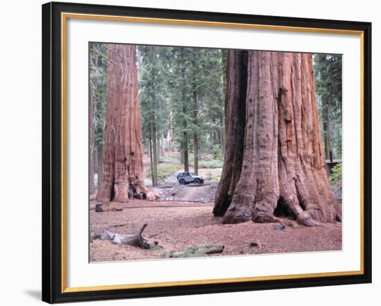 Sequoia Trees 1-NaxArt-Framed Art Print