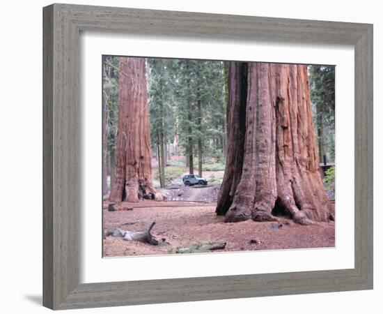 Sequoia Trees 1-NaxArt-Framed Art Print