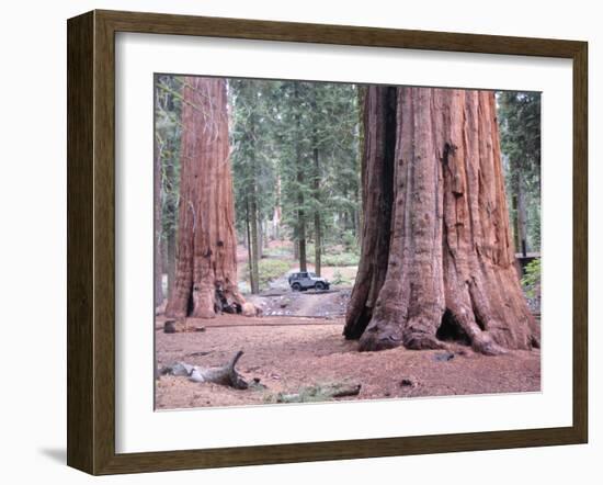 Sequoia Trees 1-NaxArt-Framed Art Print