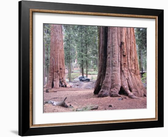 Sequoia Trees 1-NaxArt-Framed Art Print