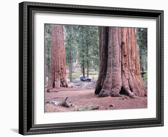 Sequoia Trees 1-NaxArt-Framed Art Print