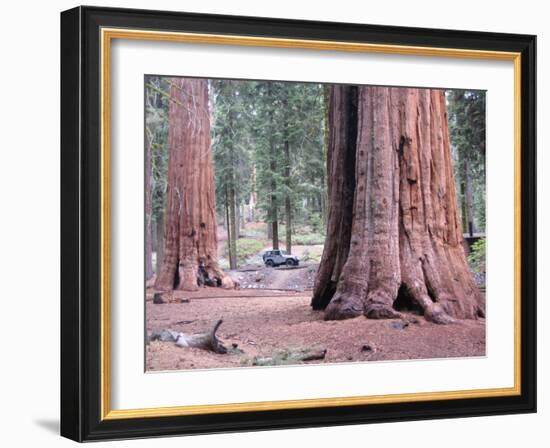 Sequoia Trees 1-NaxArt-Framed Art Print