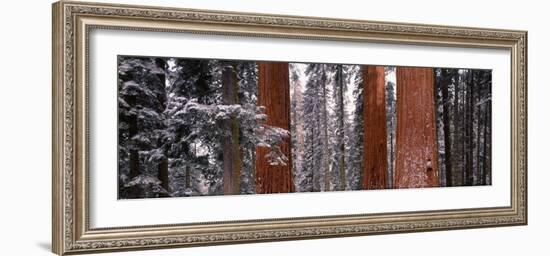 Sequoia Trees Sequoia National Park Ca, USA-null-Framed Photographic Print