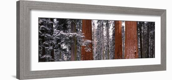 Sequoia Trees Sequoia National Park Ca, USA-null-Framed Photographic Print