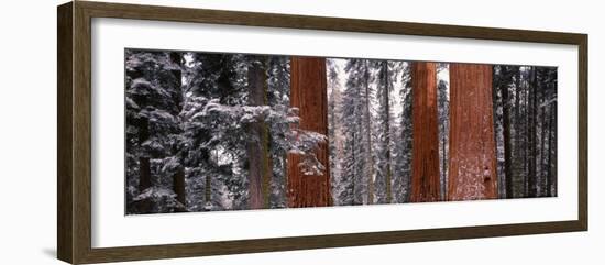 Sequoia Trees Sequoia National Park Ca, USA-null-Framed Photographic Print