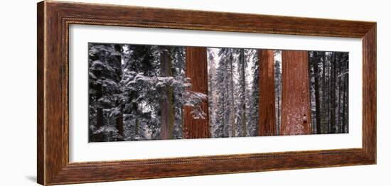 Sequoia Trees Sequoia National Park Ca, USA-null-Framed Photographic Print