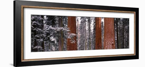 Sequoia Trees Sequoia National Park Ca, USA-null-Framed Photographic Print
