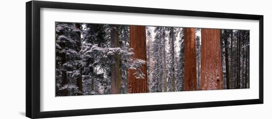 Sequoia Trees Sequoia National Park Ca, USA-null-Framed Photographic Print