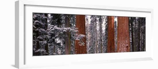 Sequoia Trees Sequoia National Park Ca, USA-null-Framed Photographic Print