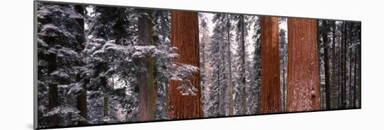 Sequoia Trees Sequoia National Park Ca, USA-null-Mounted Photographic Print