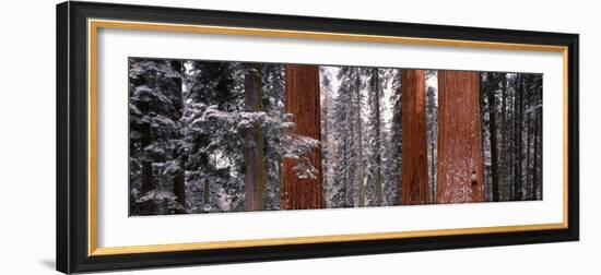 Sequoia Trees Sequoia National Park Ca, USA-null-Framed Photographic Print