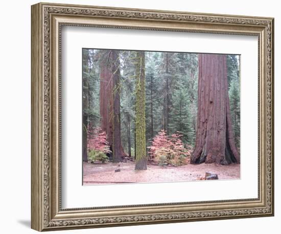 Sequoia Trees-NaxArt-Framed Art Print