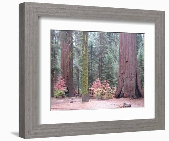 Sequoia Trees-NaxArt-Framed Art Print