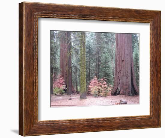 Sequoia Trees-NaxArt-Framed Art Print