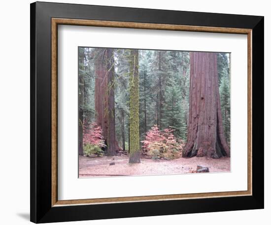 Sequoia Trees-NaxArt-Framed Art Print