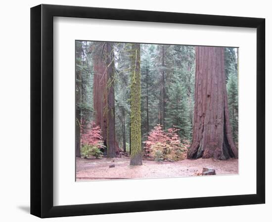 Sequoia Trees-NaxArt-Framed Art Print