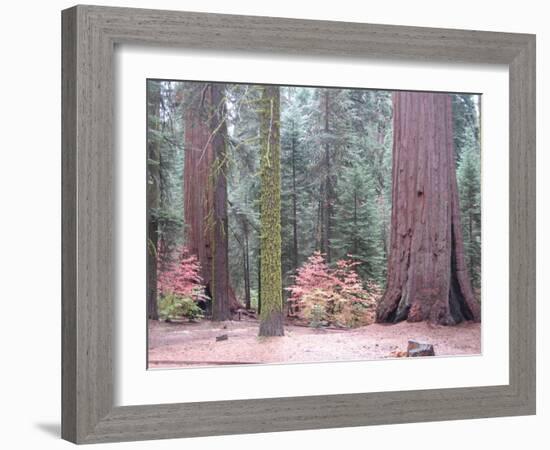 Sequoia Trees-NaxArt-Framed Art Print
