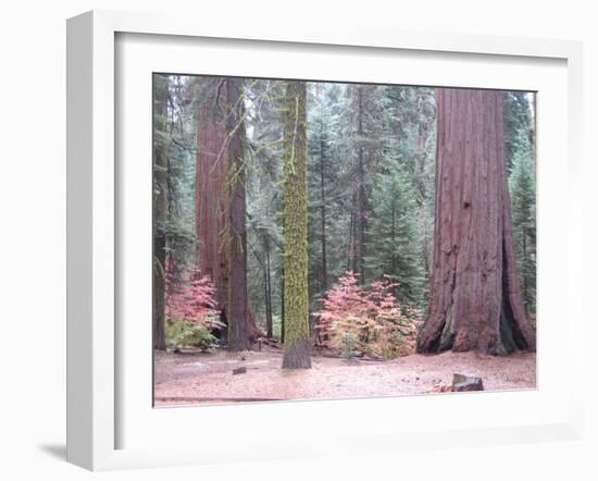 Sequoia Trees-NaxArt-Framed Art Print