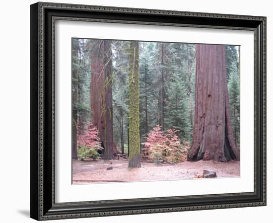 Sequoia Trees-NaxArt-Framed Art Print
