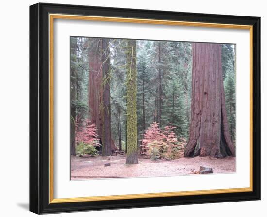 Sequoia Trees-NaxArt-Framed Art Print