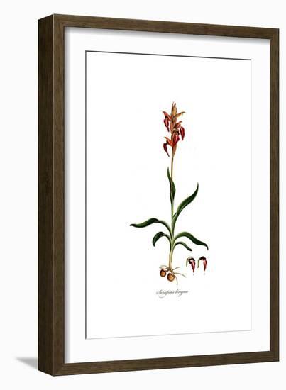 Serapias lingua, Flora Graeca-Ferdinand Bauer-Framed Giclee Print