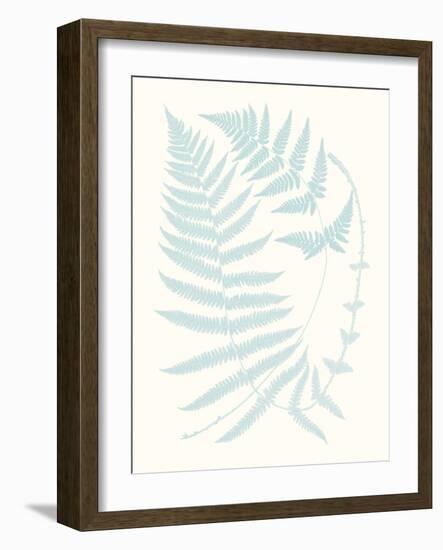 Serene Ferns III-Vision Studio-Framed Art Print