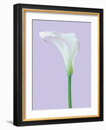 Serene Lily-Masao Ota-Framed Giclee Print