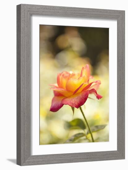 Serene Rose I-Karyn Millet-Framed Photographic Print