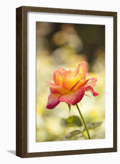 Serene Rose I-Karyn Millet-Framed Photographic Print