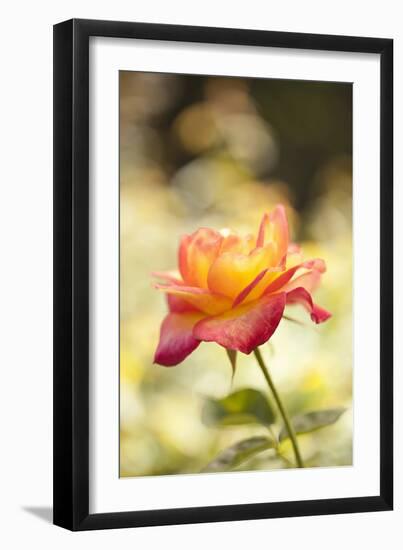 Serene Rose I-Karyn Millet-Framed Photographic Print
