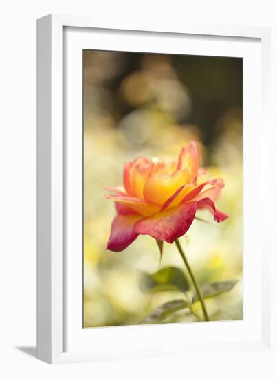 Serene Rose I-Karyn Millet-Framed Photographic Print
