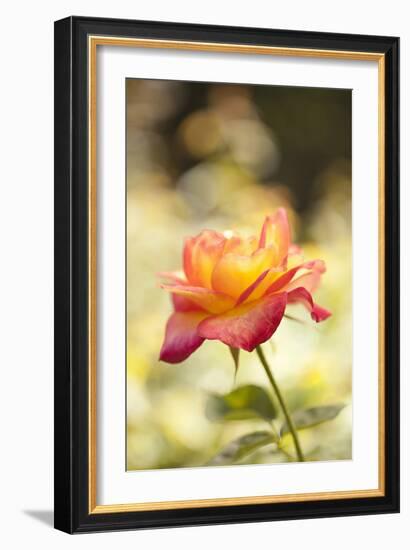 Serene Rose I-Karyn Millet-Framed Photographic Print