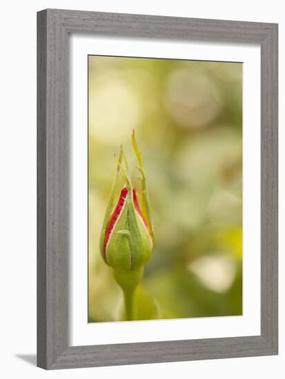 Serene Rose II-Karyn Millet-Framed Photographic Print