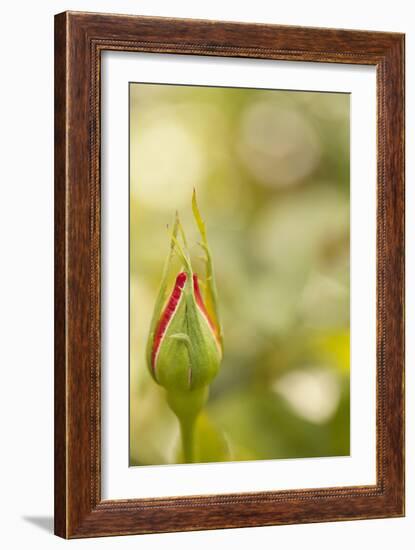 Serene Rose II-Karyn Millet-Framed Photographic Print