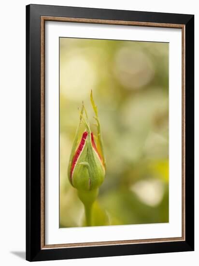 Serene Rose II-Karyn Millet-Framed Photographic Print