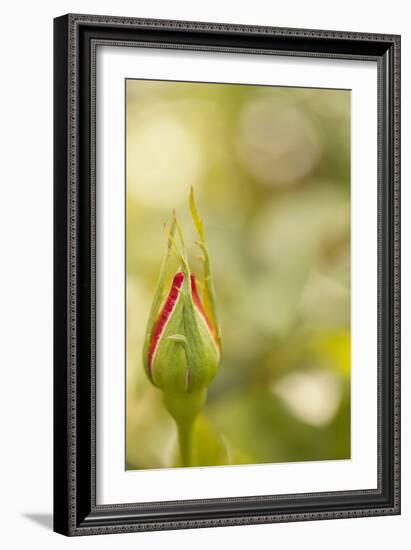 Serene Rose II-Karyn Millet-Framed Photographic Print