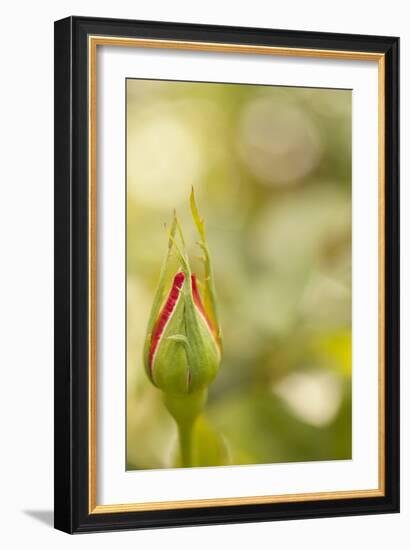 Serene Rose II-Karyn Millet-Framed Photographic Print