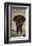 Serengeti-Steve Forney-Framed Art Print