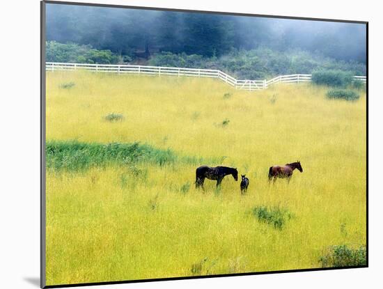 Serenity, California ‘86-Monte Nagler-Mounted Photographic Print