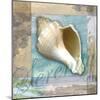 Serenity Shell-Todd Williams-Mounted Art Print