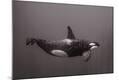Photographic Print