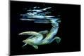 Premium Giclee Print